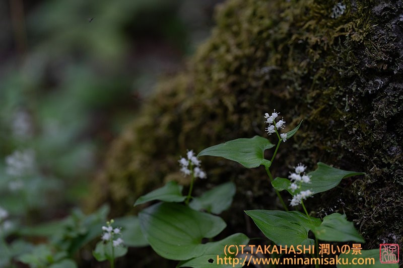 ../Images/7R250608 (122).jpg